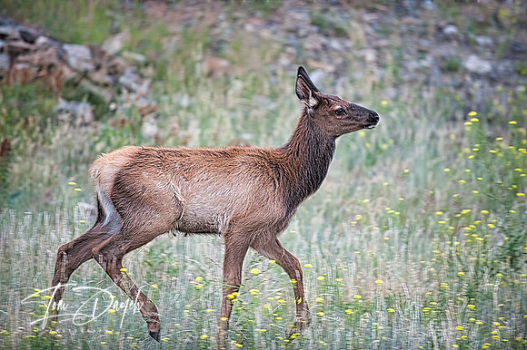 Born Free, Yellowstone 3