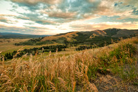 Amber Waves, Yellowstone 3