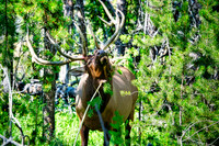 The Monarch - Yellowstone NP. WY. 3
