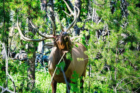 The Monarch - Yellowstone NP. WY. 3