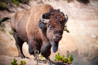 Wild Majesty - Yellowstone NP. WY. 3